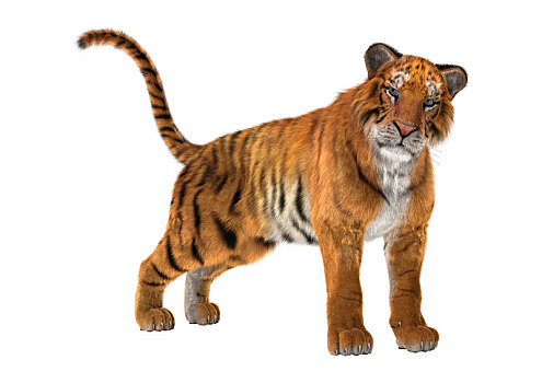大型猫科动物,虎,白色背景