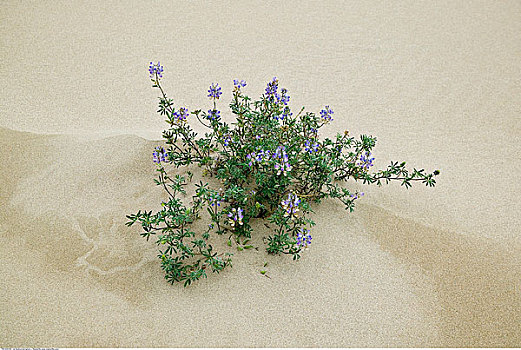 植物,沙丘