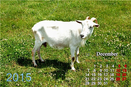 日程,十二月,山羊
