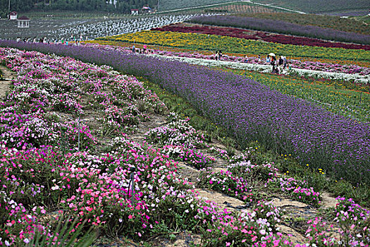 花田