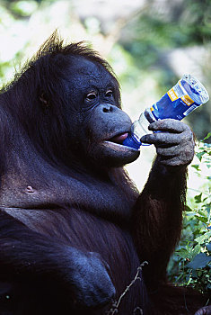 照片,喝,大猩猩,非洲