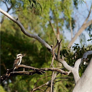 笑翠鸟,澳大利亚