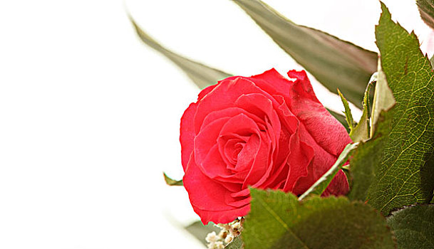 花束,清新,红玫瑰,白色背景