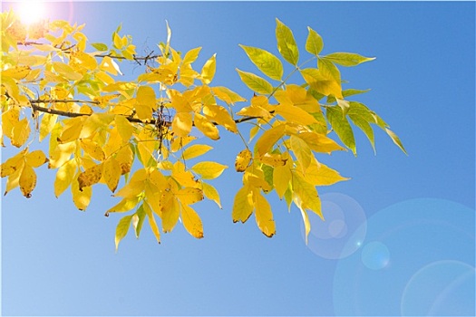 逆光,枝条,秋天,树,黄叶