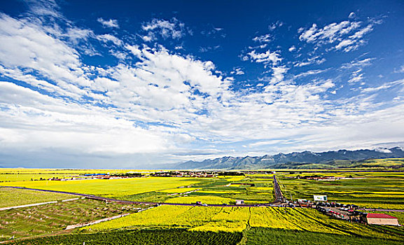 青海油菜花