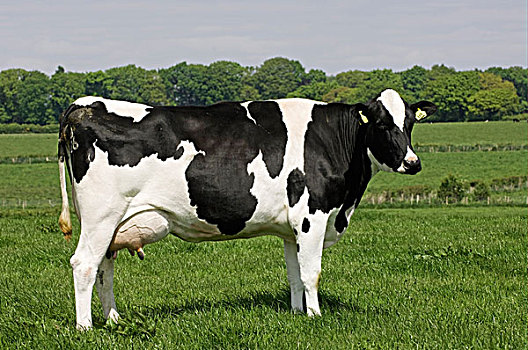 家牛,黑白花牛,弗里斯兰奶牛,母牛,站立,草场,坎布里亚,英格兰,欧洲