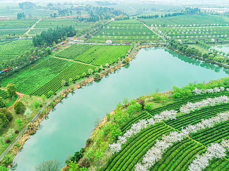 俯瞰南昌县凤凰沟景区的茶园