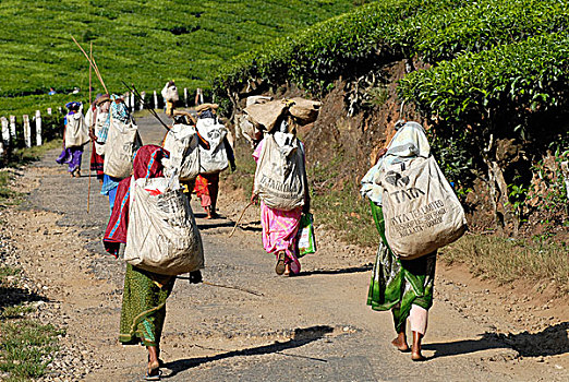 茶,采摘者,道路,工作,茶园,靠近,喀拉拉,印度南部,印度,亚洲