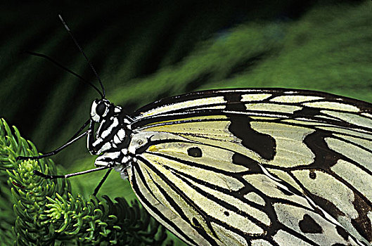 大白斑蝶,蝴蝶,不列颠哥伦比亚省,加拿大