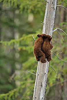 美洲黑熊,两个,幼兽,安全,死,残枝