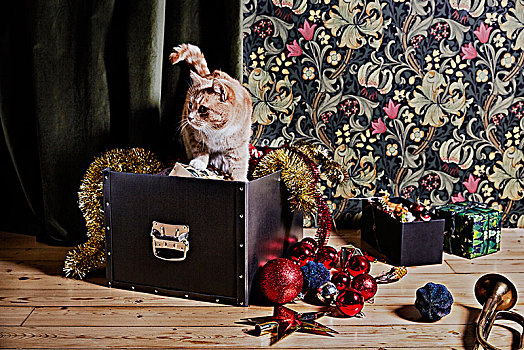 猫,圣诞装饰,盒子