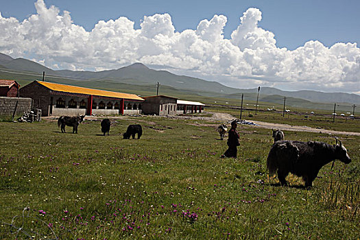 藏居寺庙草原牛羊,喇叭觉母,草原