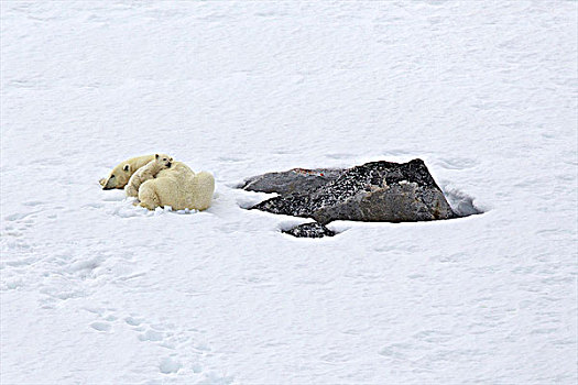 雌性,北极熊,休息,幼兽,雪中,斯匹次卑尔根岛,挪威