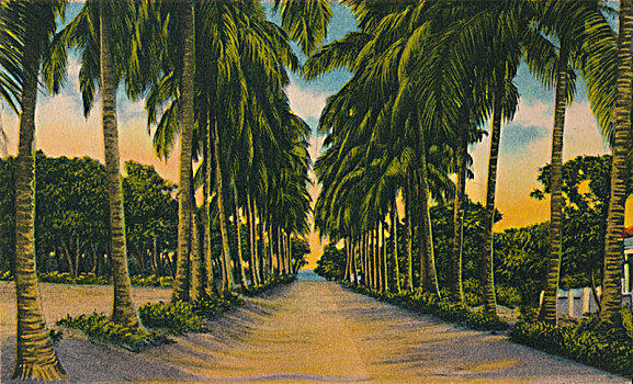 椰树,道路,艺术家,未知