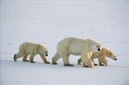 北极熊,母熊,相似,幼兽,11个月,老,脆弱,邱吉尔角,曼尼托巴,加拿大