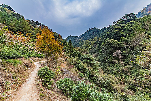 江西省婺源县山区原始森林自然环境景观