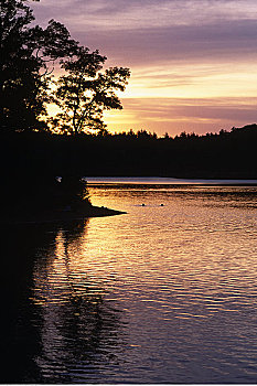 夕阳湖,树,瓦尔登,水塘,马萨诸塞,美国