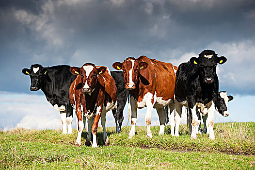 群,黑白花牛,乳业,黑白,红色,白色,北约克郡,英国