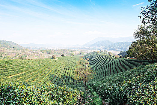 绿茶种植园,山