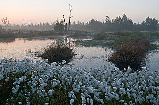 日出,荷兰,湿地,自然保护区,欧洲