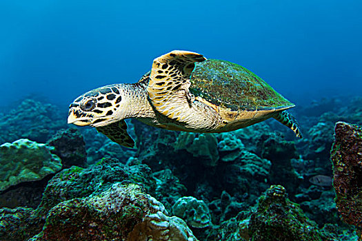 海龟,蠵龟,游动,上方,礁石,岛屿,哥斯达黎加,北美