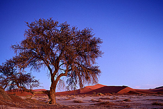 非洲,纳米比亚,纳米比诺克陆夫国家公园,落日,黎明,孤木,红色,沙丘,靠近,索苏维来地区