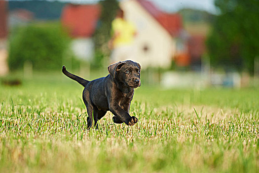拉布拉多犬,灰色,小狗,草地,正面,跑