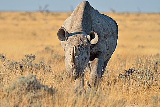 黑犀牛,成年,雄性,走,草丛,埃托沙国家公园,纳米比亚,非洲