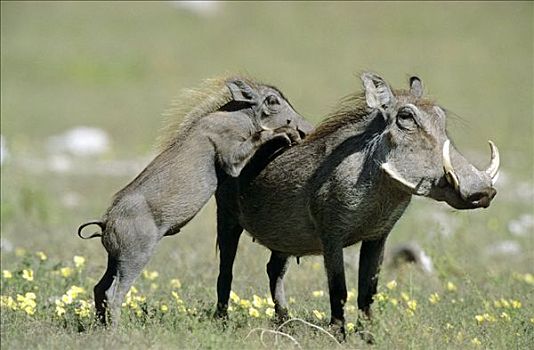 疣猪,幼兽,埃托沙国家公园,纳米比亚