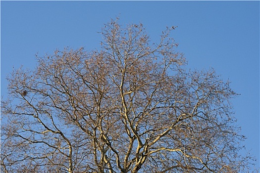树,冬天,树梢,叶子,清晰,蓝天