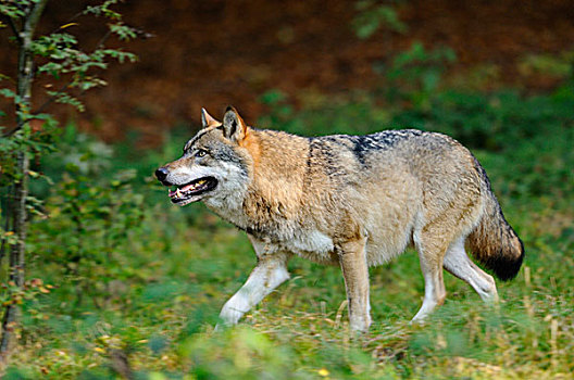 侧视图,欧亚,灰太狼,犬红斑性狼疮,步行,在森林,巴伐利亚森林国家公园,巴伐利亚,德国