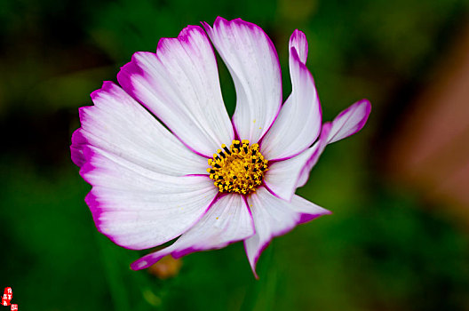 身穿紫边八瓣白裙在风中飘舞的格桑花,波斯菊