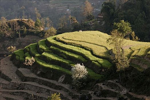 手工制作,梯田耕种,周围山区,纳加阔特,尼泊尔,亚洲