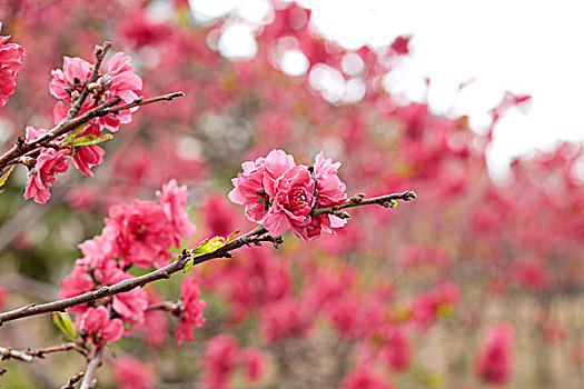 春天迎风盛开的粉红色梅花
