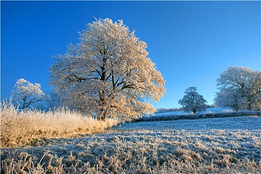 英国,农田,冬天