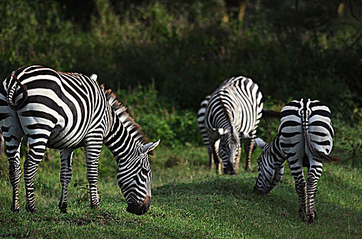 肯尼亚,纳库鲁湖国家公园,斑马,放牧