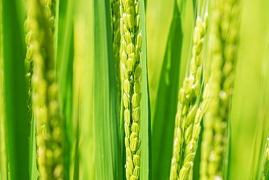 结实期的水稻幼穗
