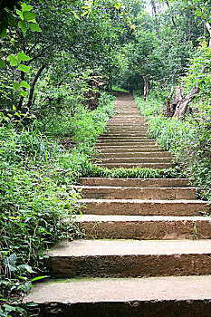 蜀山森林公园绿荫山路