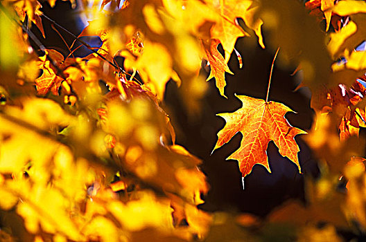 糖枫,叶子,秋天,不列颠哥伦比亚省,加拿大