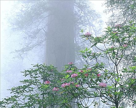 杜鹃花属植物,红杉国家公园,加利福尼亚