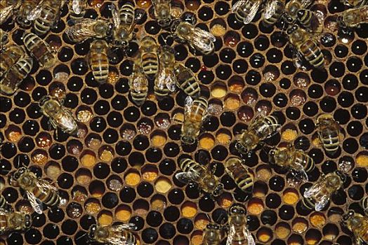 蜜蜂,意大利蜂,工人,蜂窝,北美