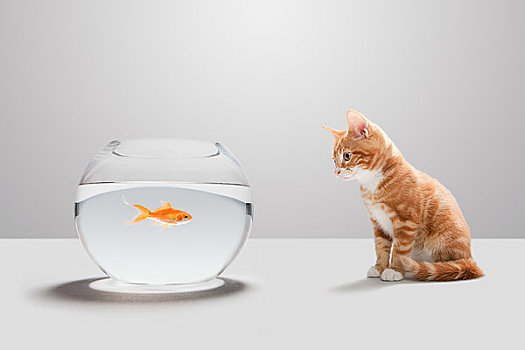 小猫,看,金鱼,鱼缸