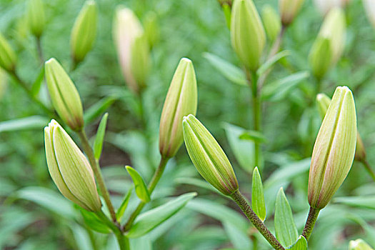 百合花