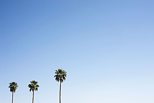 三个,棕榈树,棕榈泉,加利福尼亚,美国,树,天空,自然,蓝色