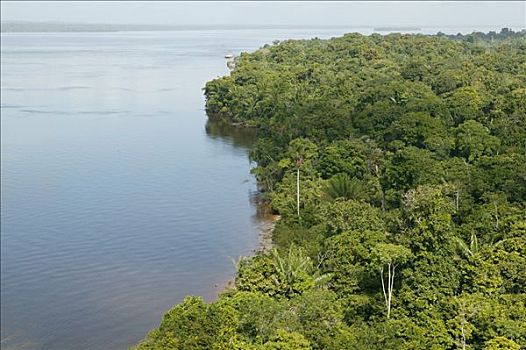 航拍,雨林,河,圭亚那,南美