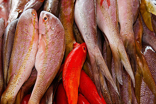 鲜鱼,销售,鱼市,皮持尔角城,瓜德罗普,加勒比,小安的列斯群岛,北美