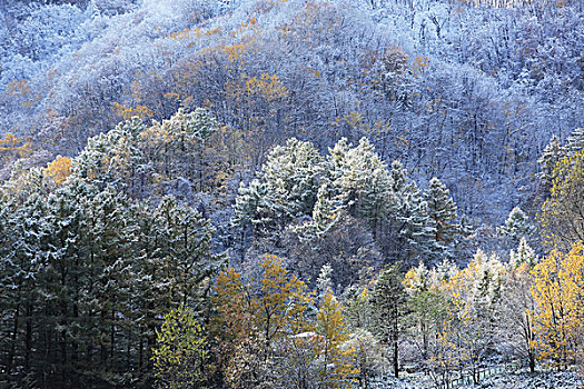 山,第一,雪,秋叶,北海道