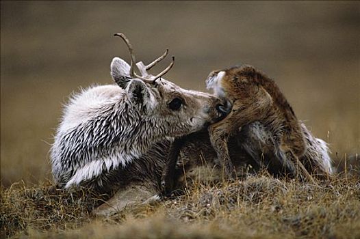 北美驯鹿,驯鹿属,豪猪,牧群,母兽,帮助,诞生,幼兽,站立,北极国家野生动物保护区,阿拉斯加