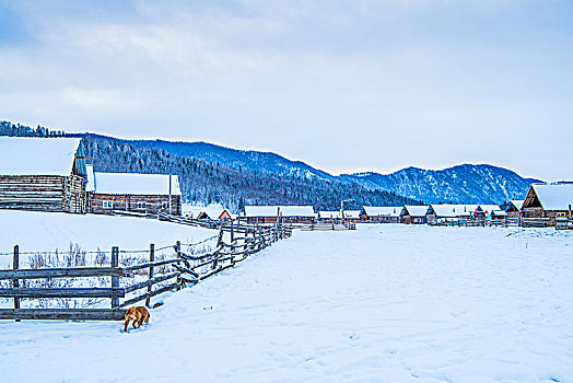 冬日,乡村,雪景,木屋,栅栏