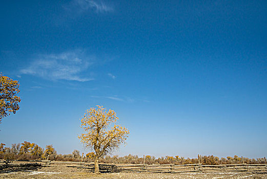 胡杨林,戈壁,美景